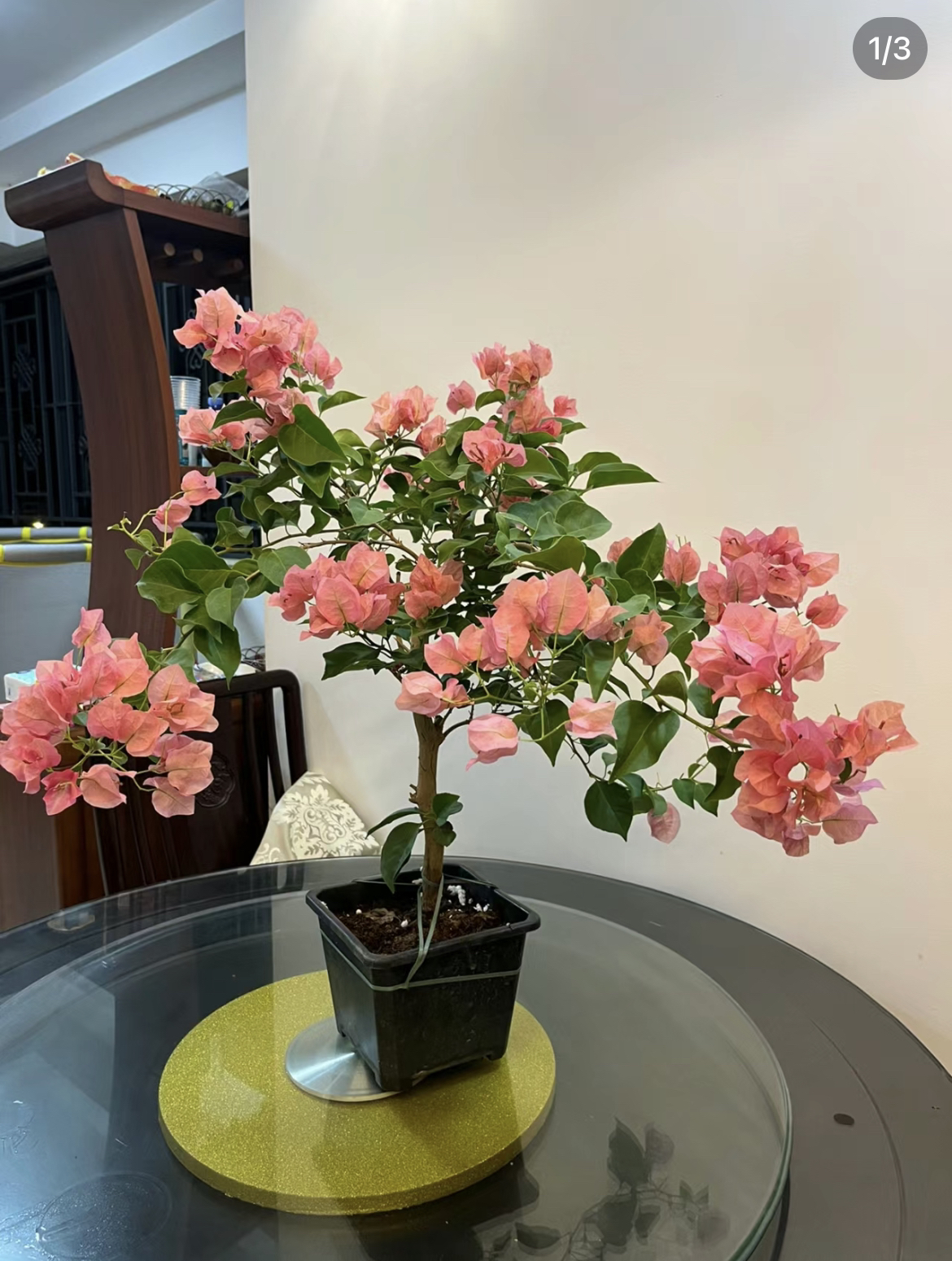 不甜西瓜•优秀勤花品种苗•渐变色三角梅