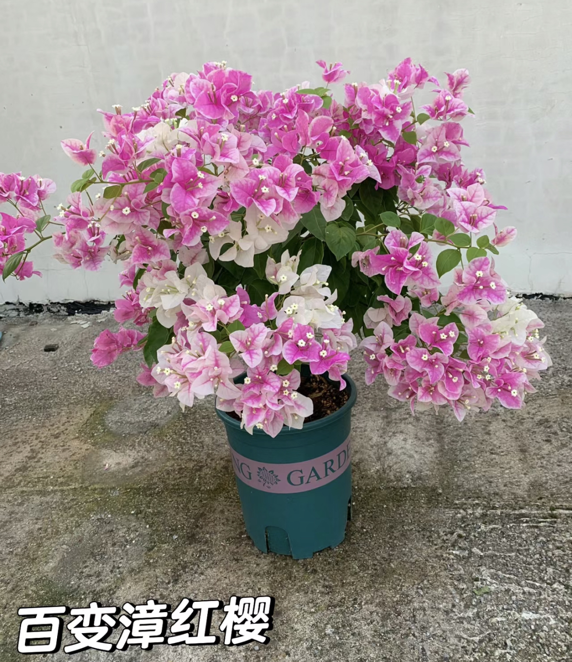 花蝴蝶（漳红樱）·渐变色·三角梅阳台庭院开花观赏客厅上档次花