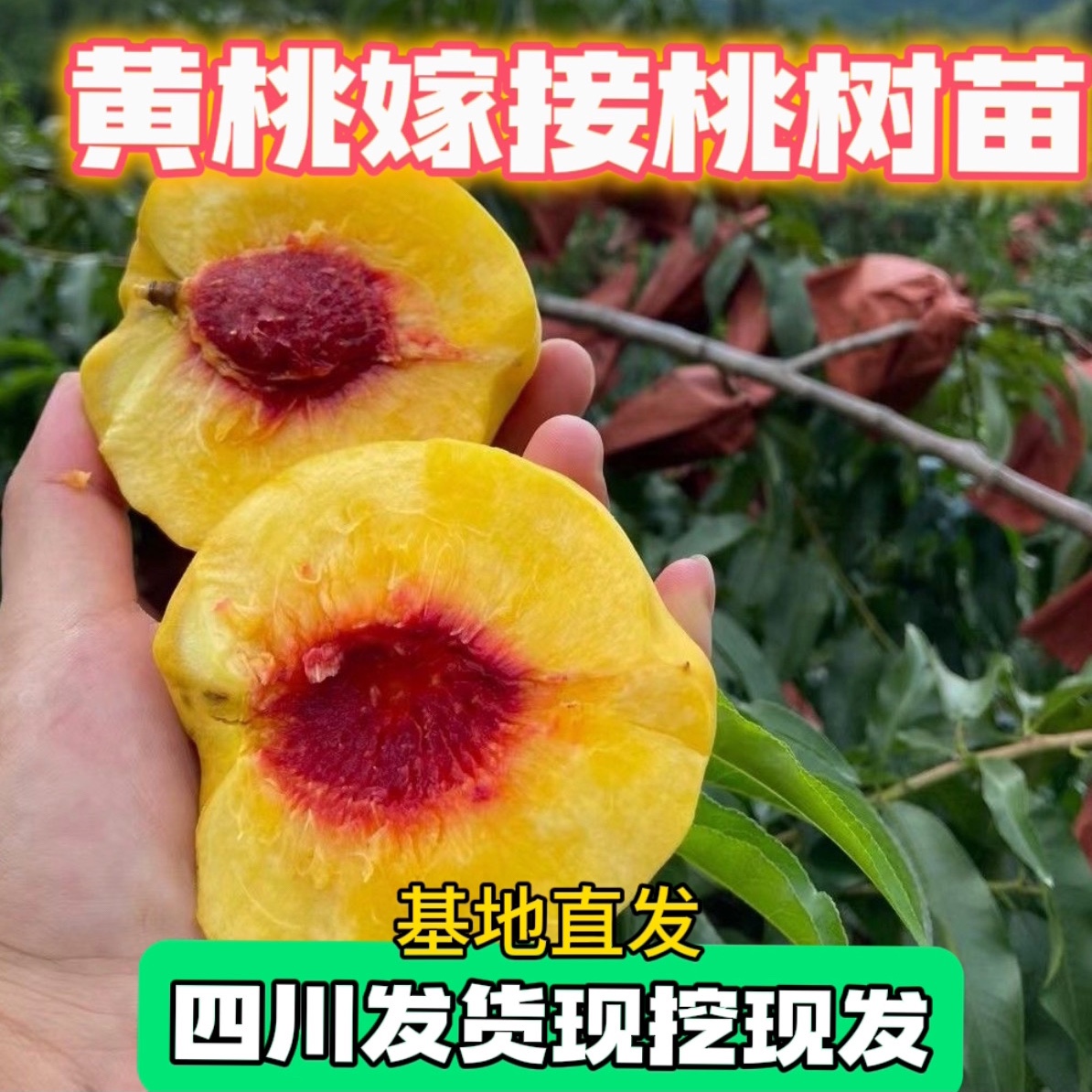 四川黄桃早熟血桃苗课桃嫁接苗冬桃桃树嫁接苗黄金蜜4号桃嫁接苗
