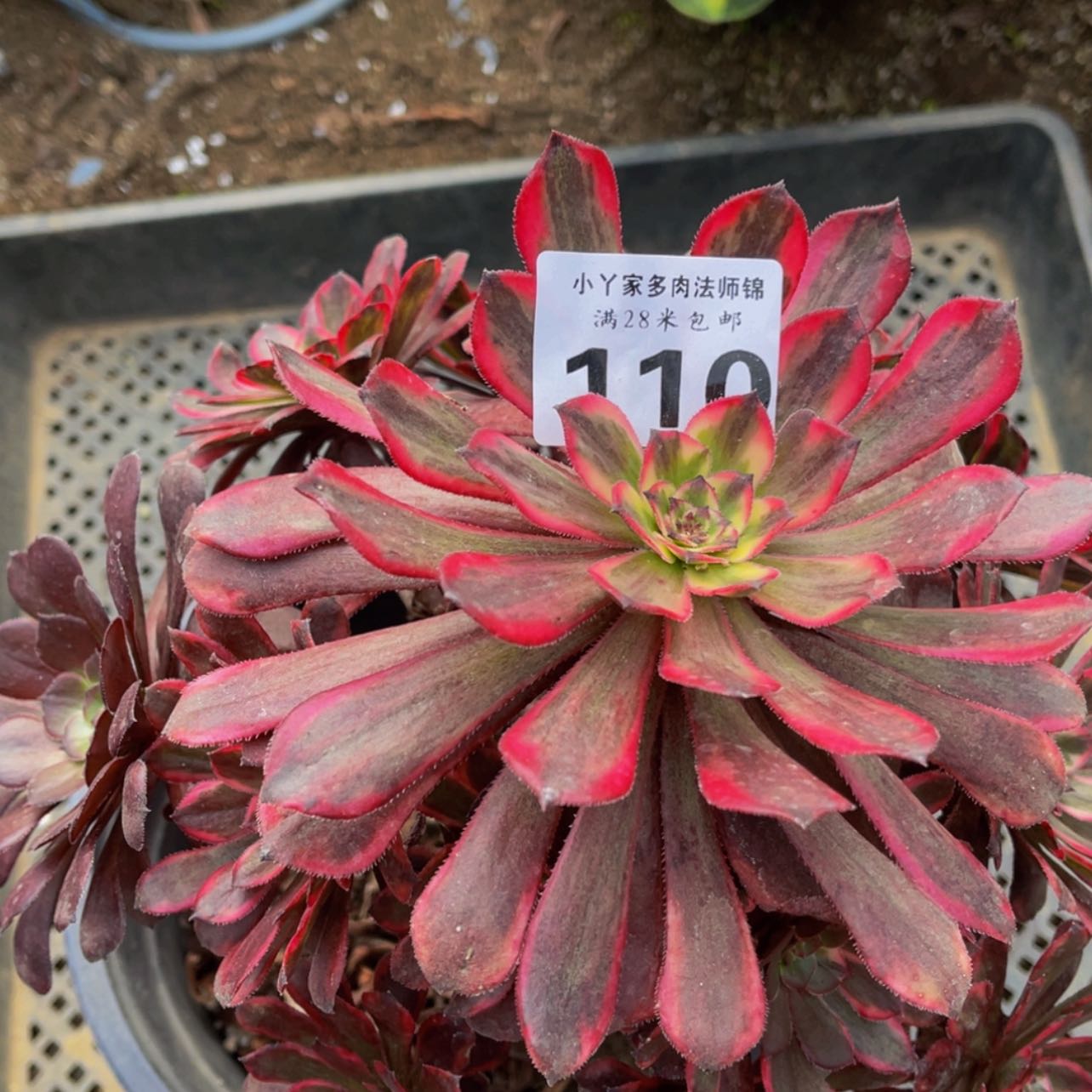 【闪购商品】110黑金刚多肉