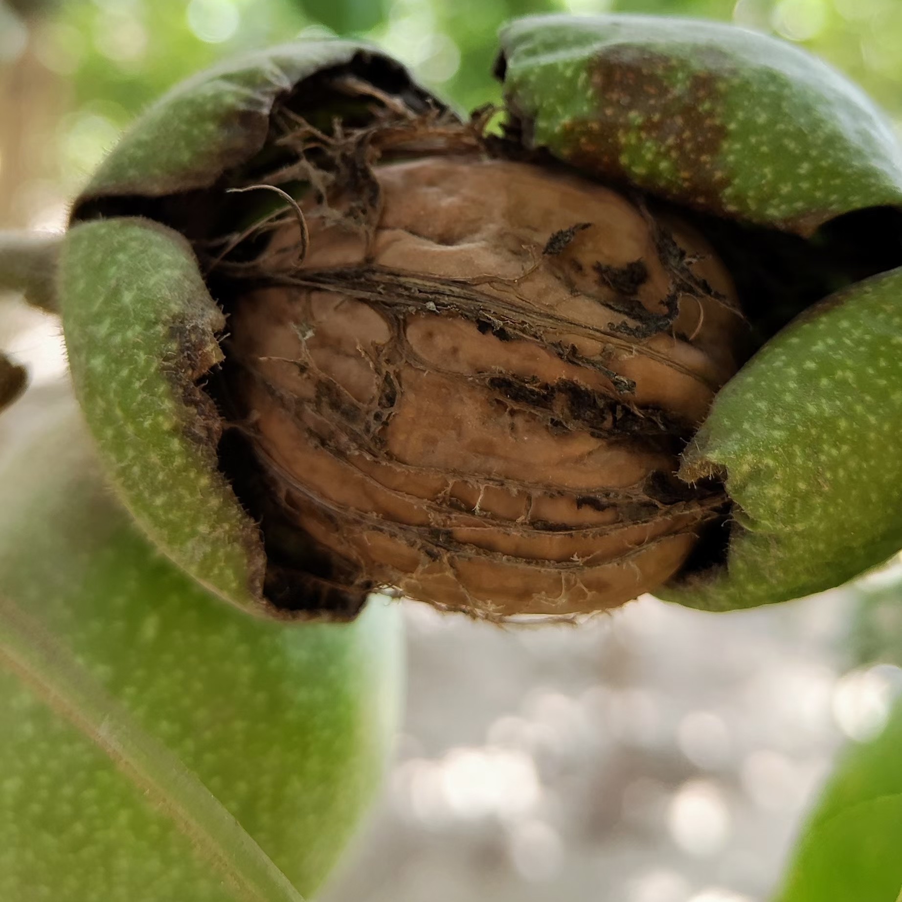 新疆185纸皮 丑核桃 2025年新货 不漂洗 包邮