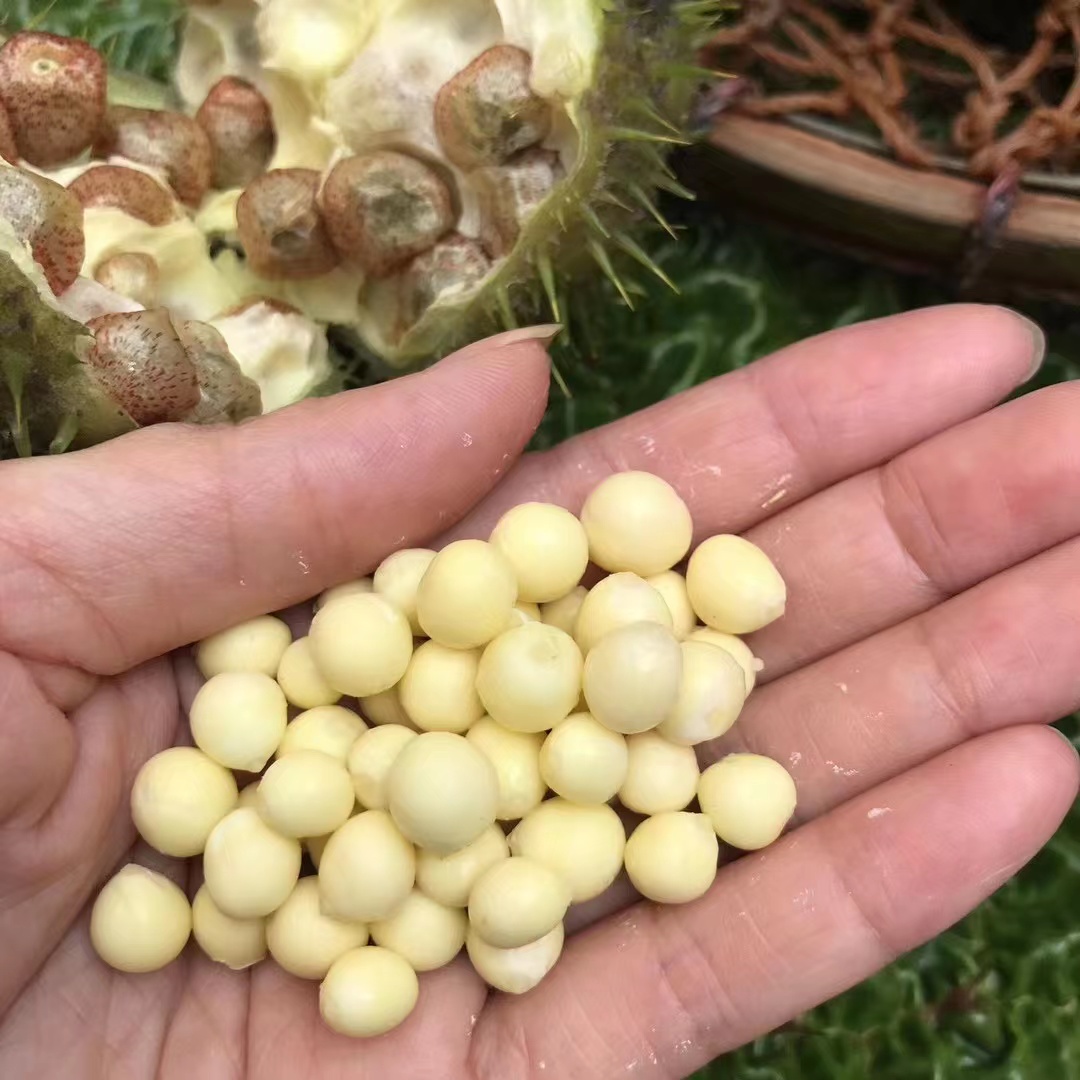 ［食客蓉姐］鲜芡实  夏日必备（顺丰冷链）
