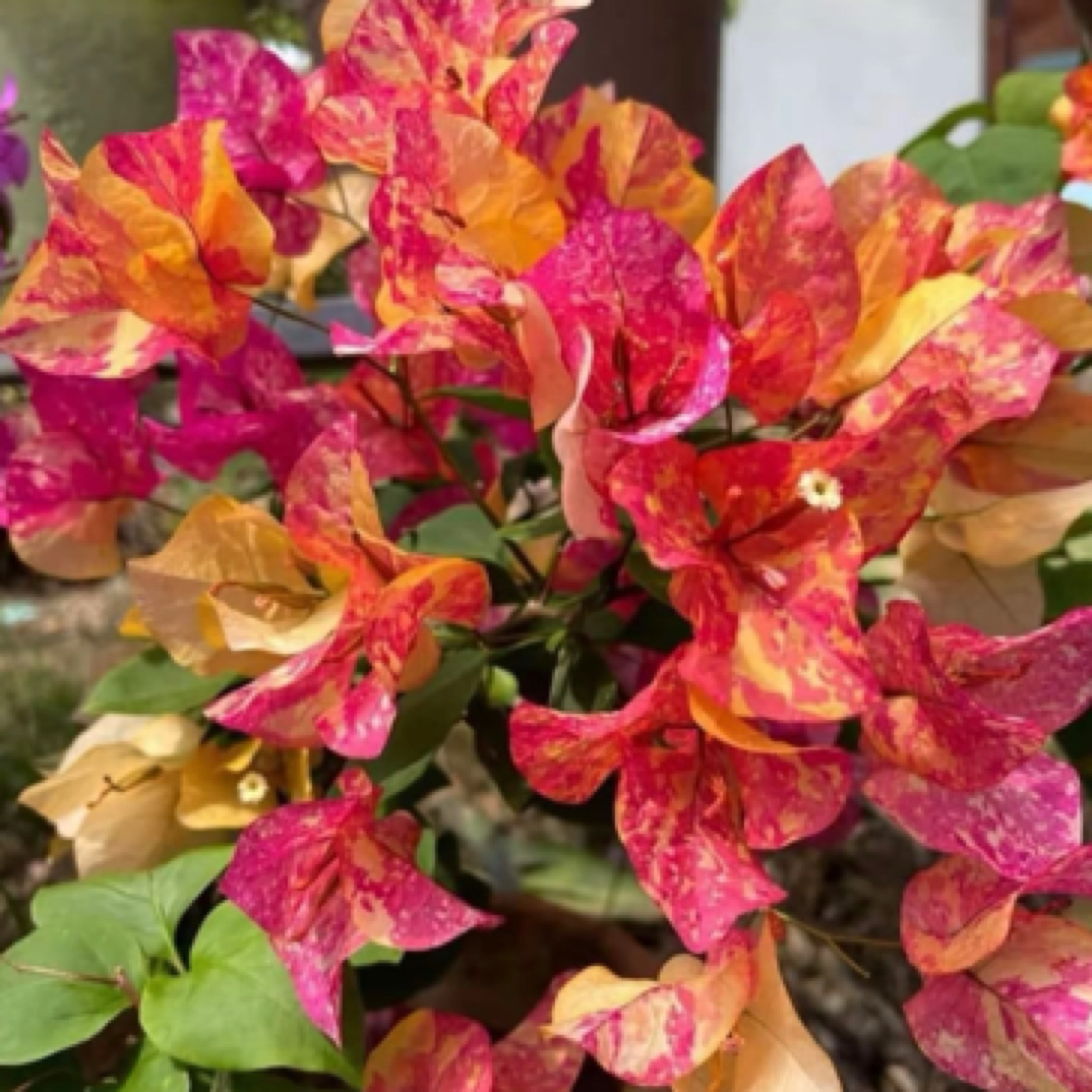 森朴【阿达娜+三色马斯】原生扦插袋苗（包花色对版不包售后）