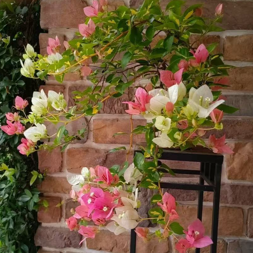 【冠幅款盆苗】到手二盆随机发不指定勤花类型三角梅