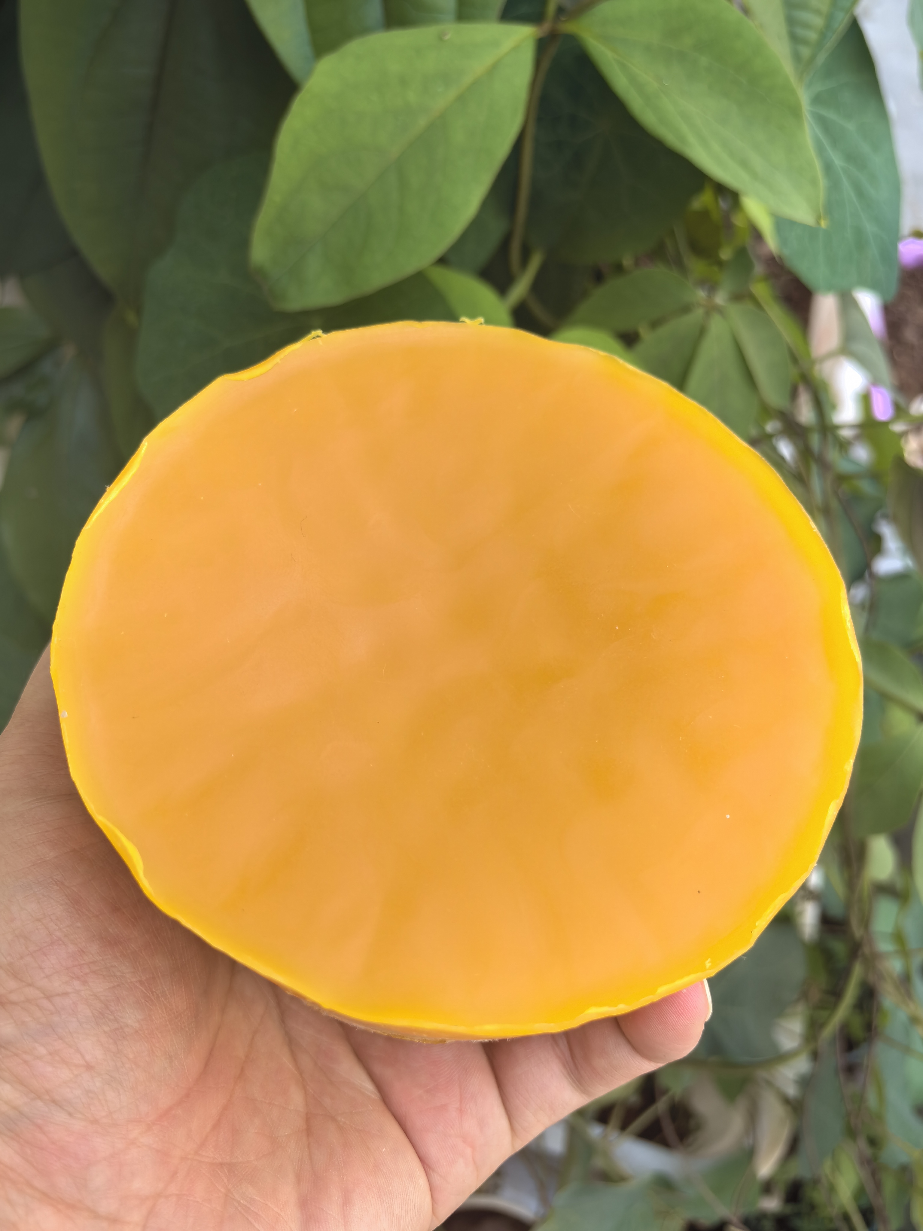 云南德宏大山里的蜂蜡