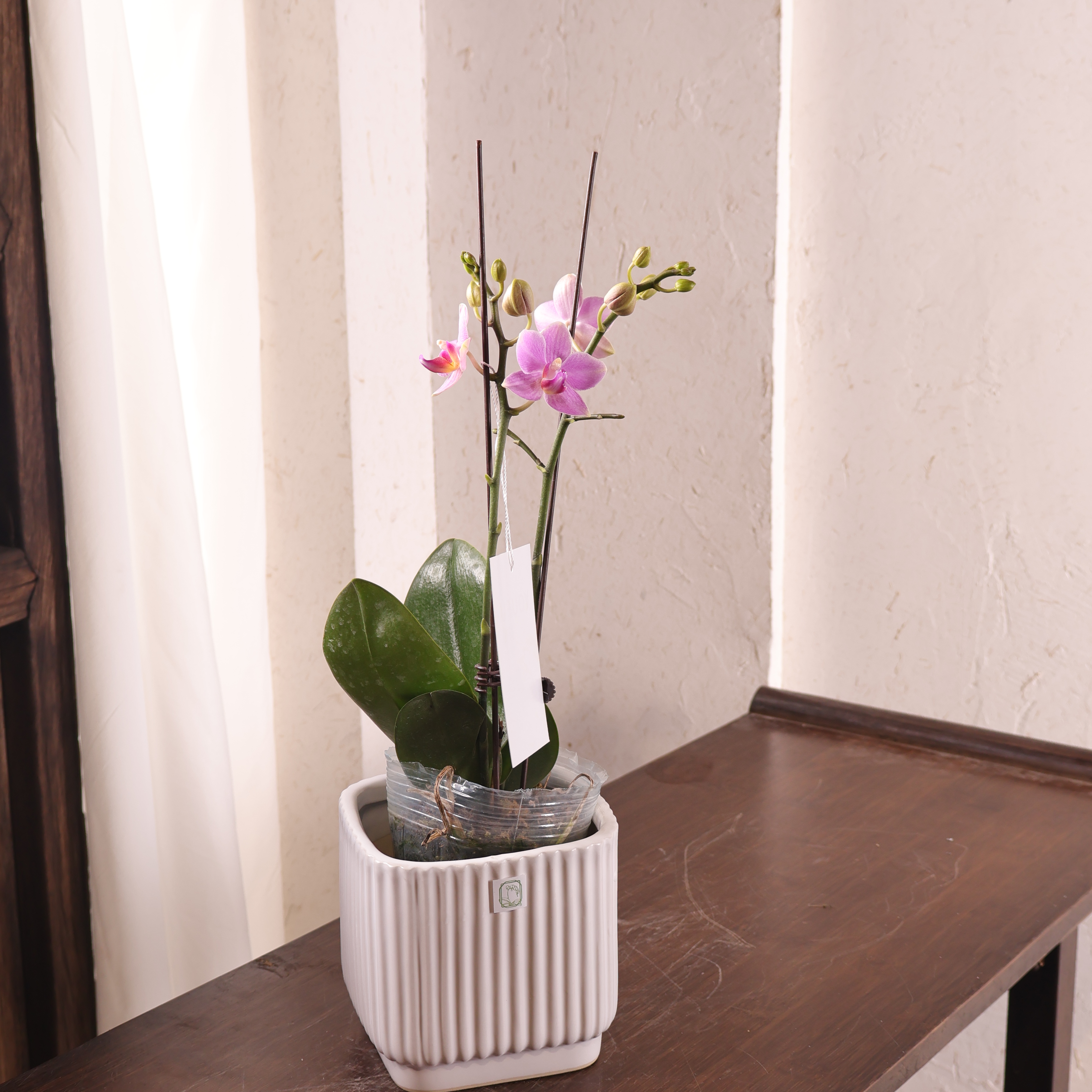 蝴蝶兰（紫霞带花带花苞）发货