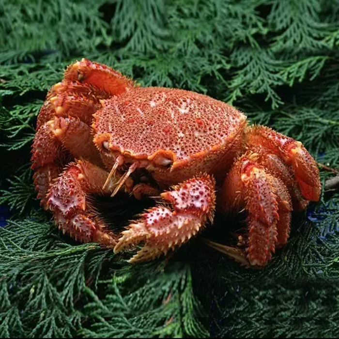 红毛蟹一只1.5-1.8斤    深圳同城发货