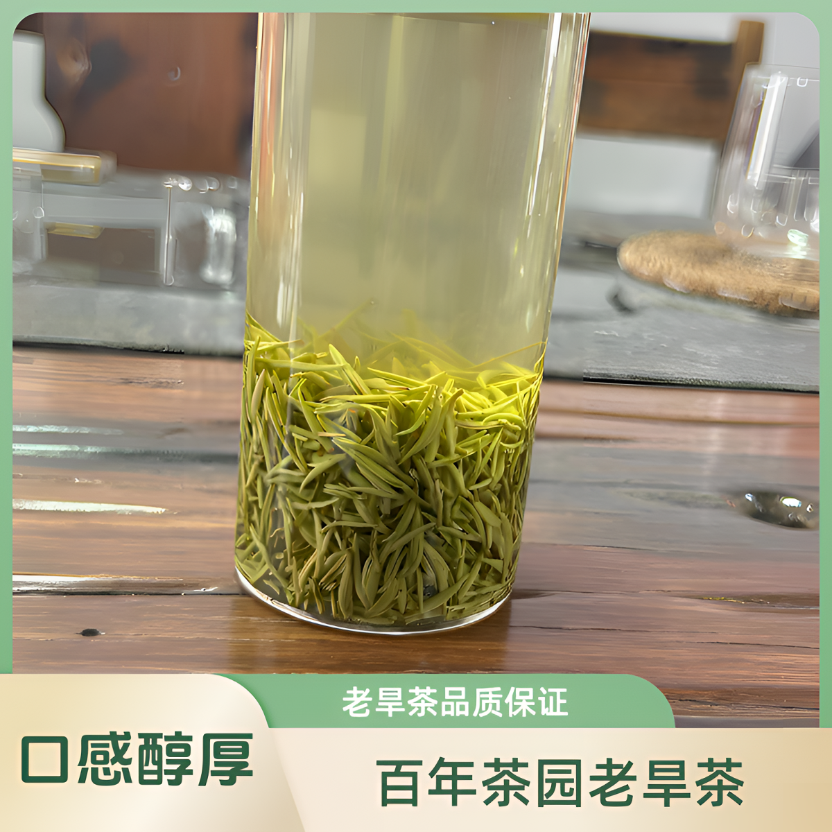 信阳毛尖2025年雨前茶叶小芽【老旱茶】