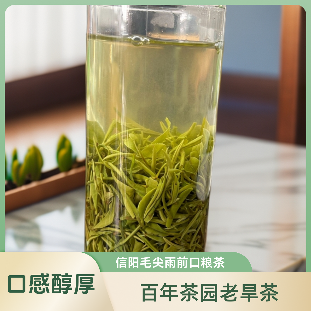 信阳毛尖早春生活好茶【老旱茶】