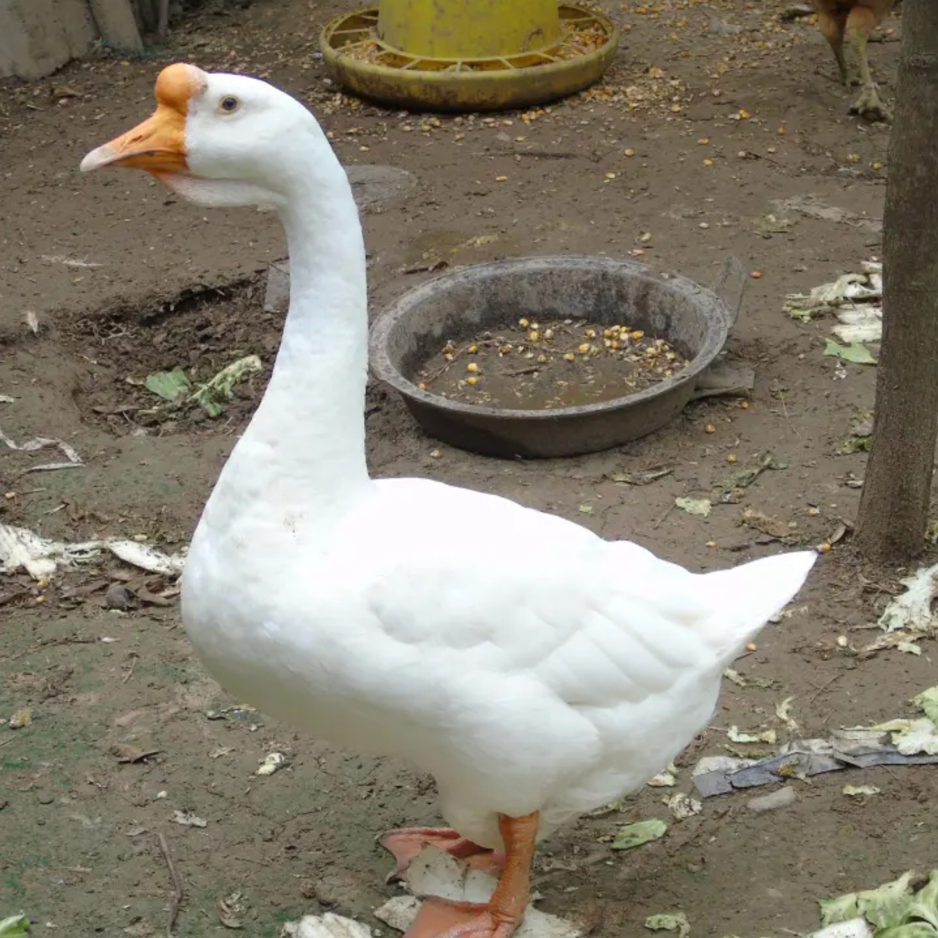 外婆家乡大公圩散养鹅