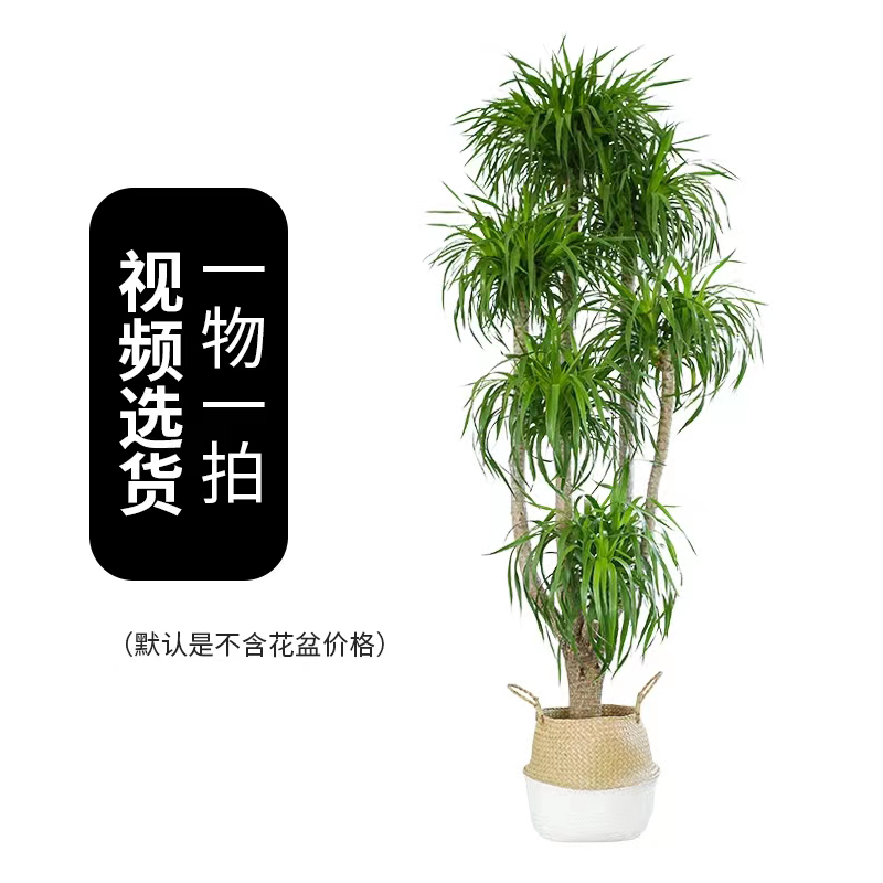 龙血树【贰伍捌】客厅清新好养活室内绿植办公室霸气大叶绿植龙血树