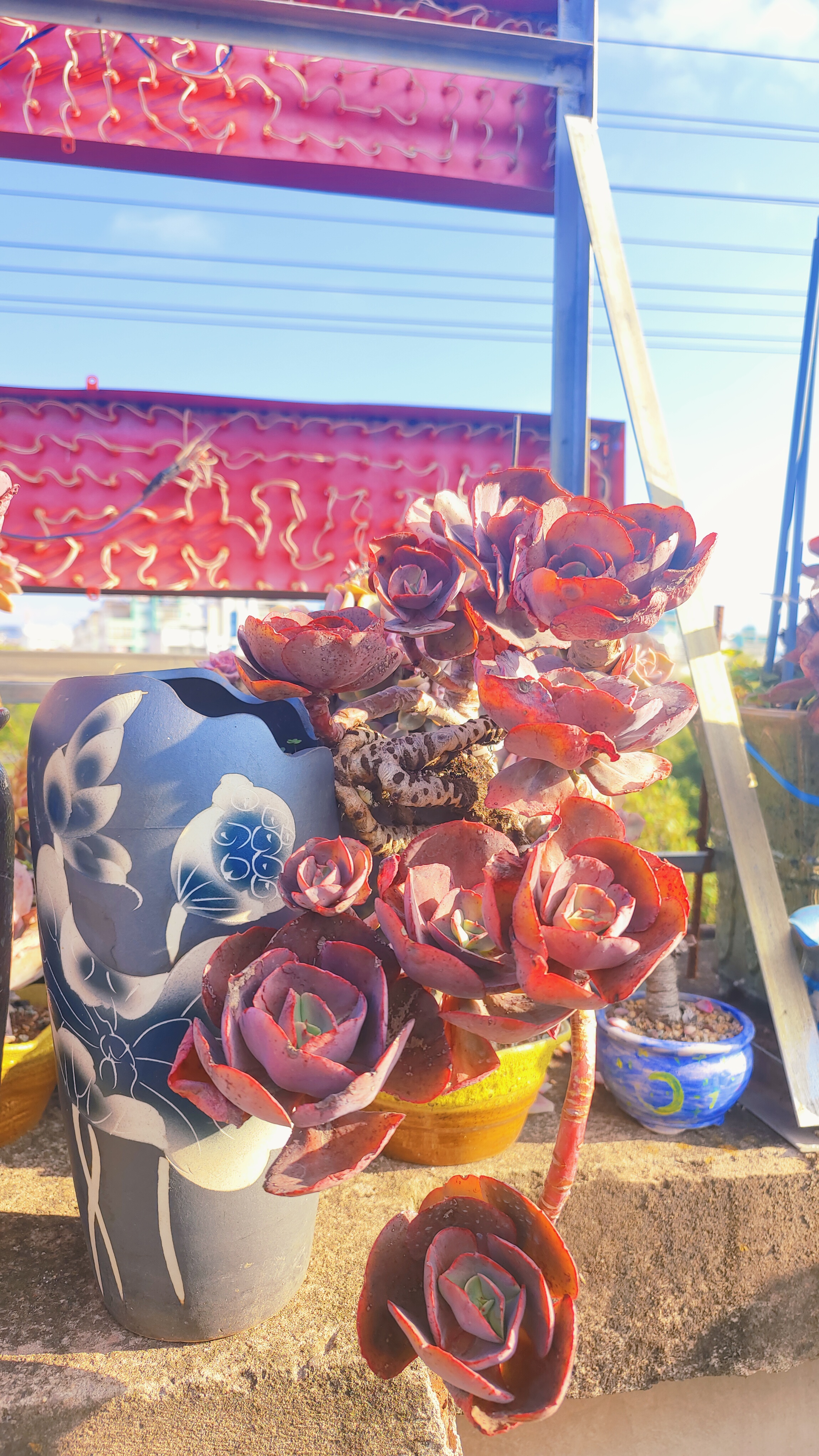 精品福利多肉老桩，楼顶露天养护，一物一拍疯狂炸