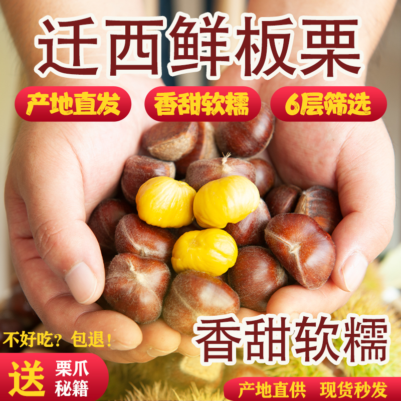 [老树大果]正宗迁西板栗河北板栗生新鲜栗子大油栗燕山甜板栗