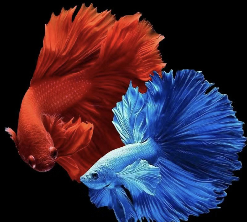 红蓝袍斗鱼。小型热带鱼好养耐活 活体养殖