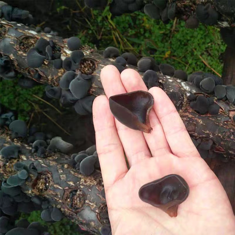 高山农户家凉拌小木耳250g