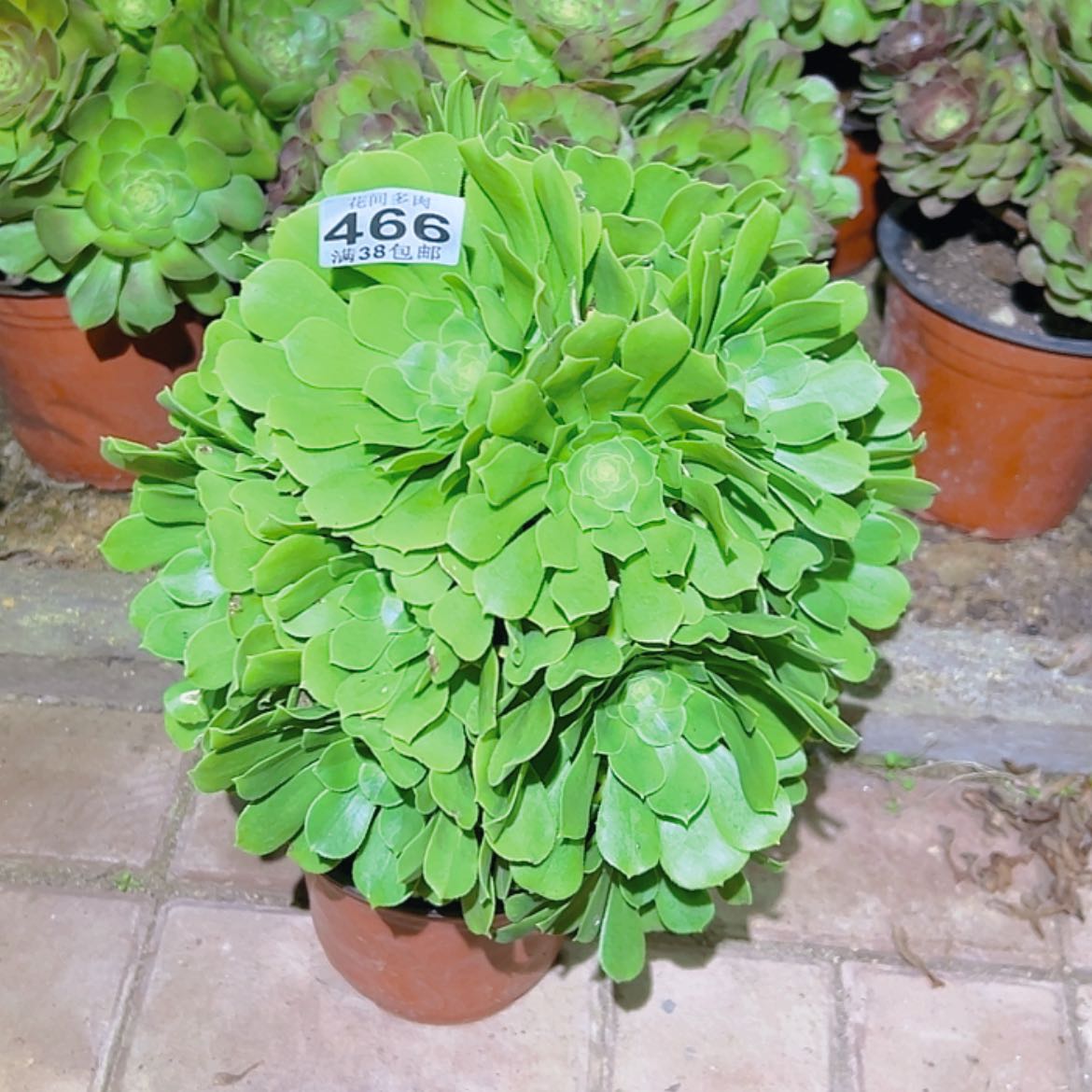 【闪购商品】小*岩466多肉