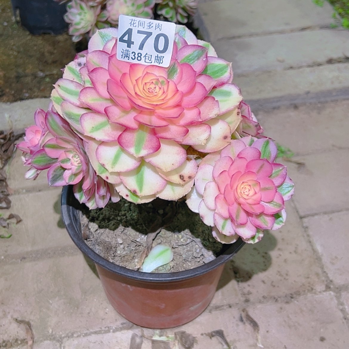 【闪购商品】落*470多肉