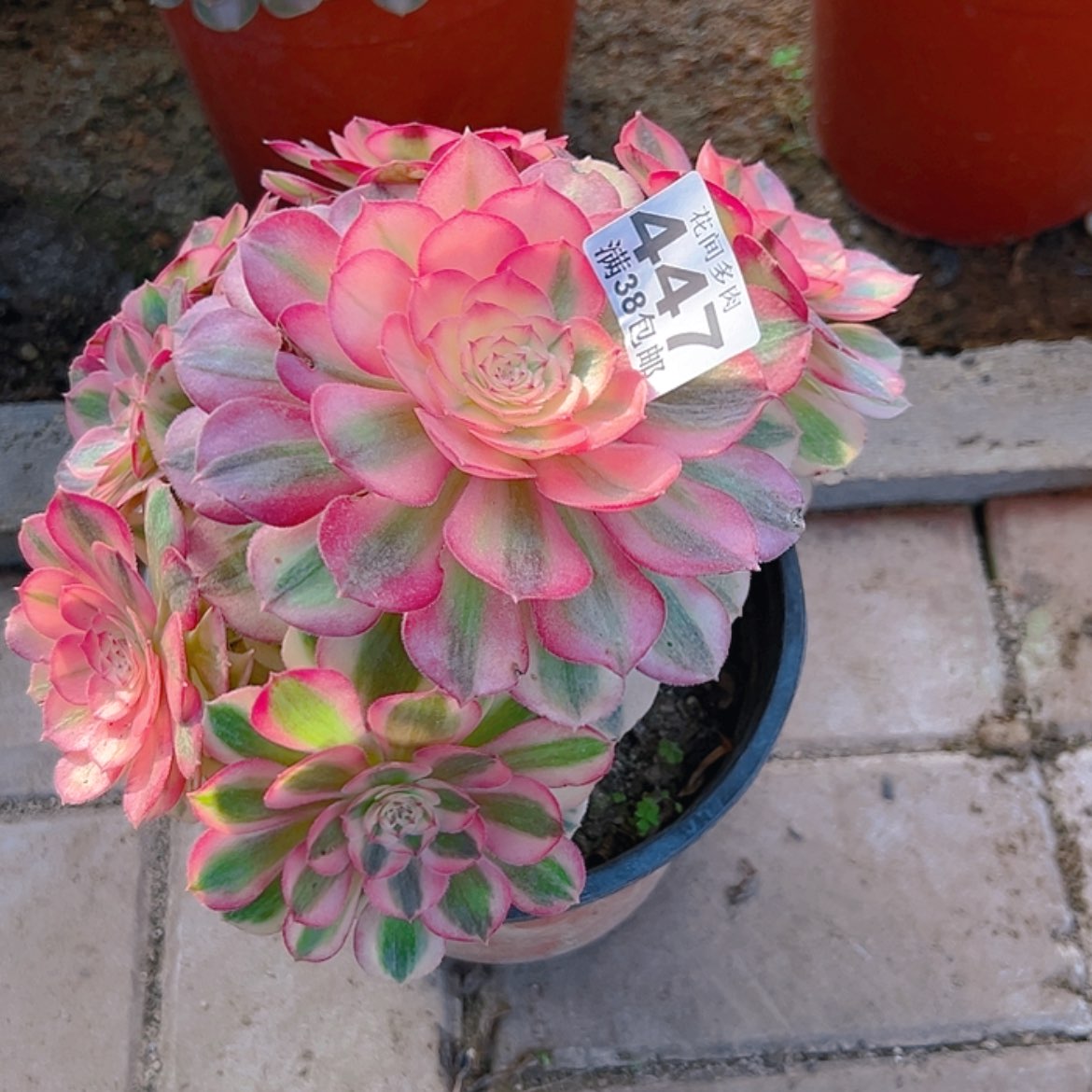 【闪购商品】海****故447多肉