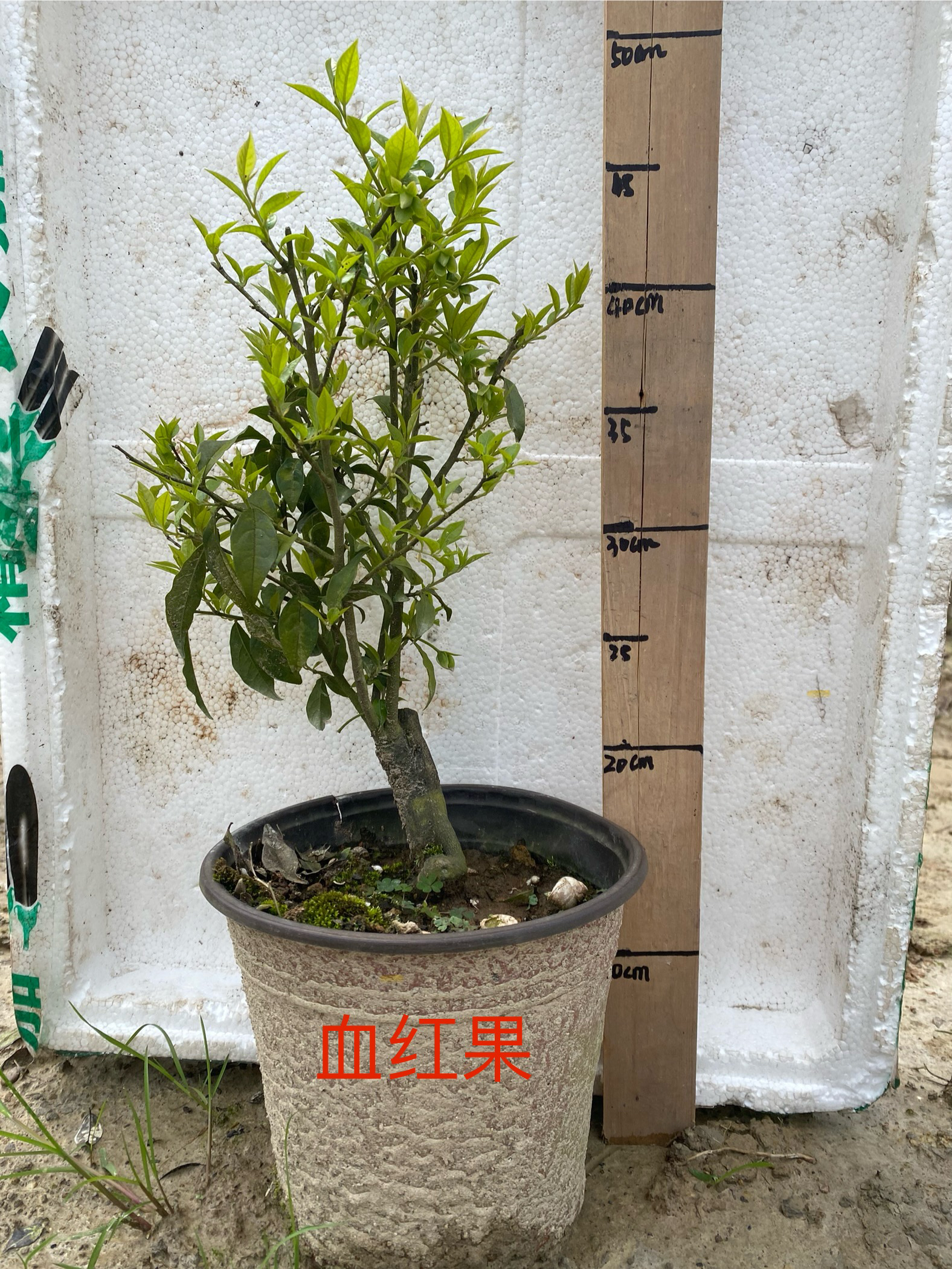 金弹子盆景血红果母桩带盆带土发货 直播间一桩一拍 所见即所得