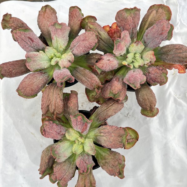 【狂野男爵多肉】3颗 脱土发  遇见多肉  实物以直播间为准