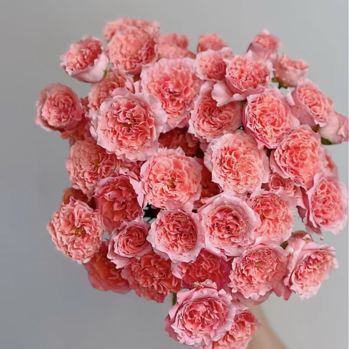 【草木与花】粉色拉拉队多头玫瑰-家养鲜花云南基地直发