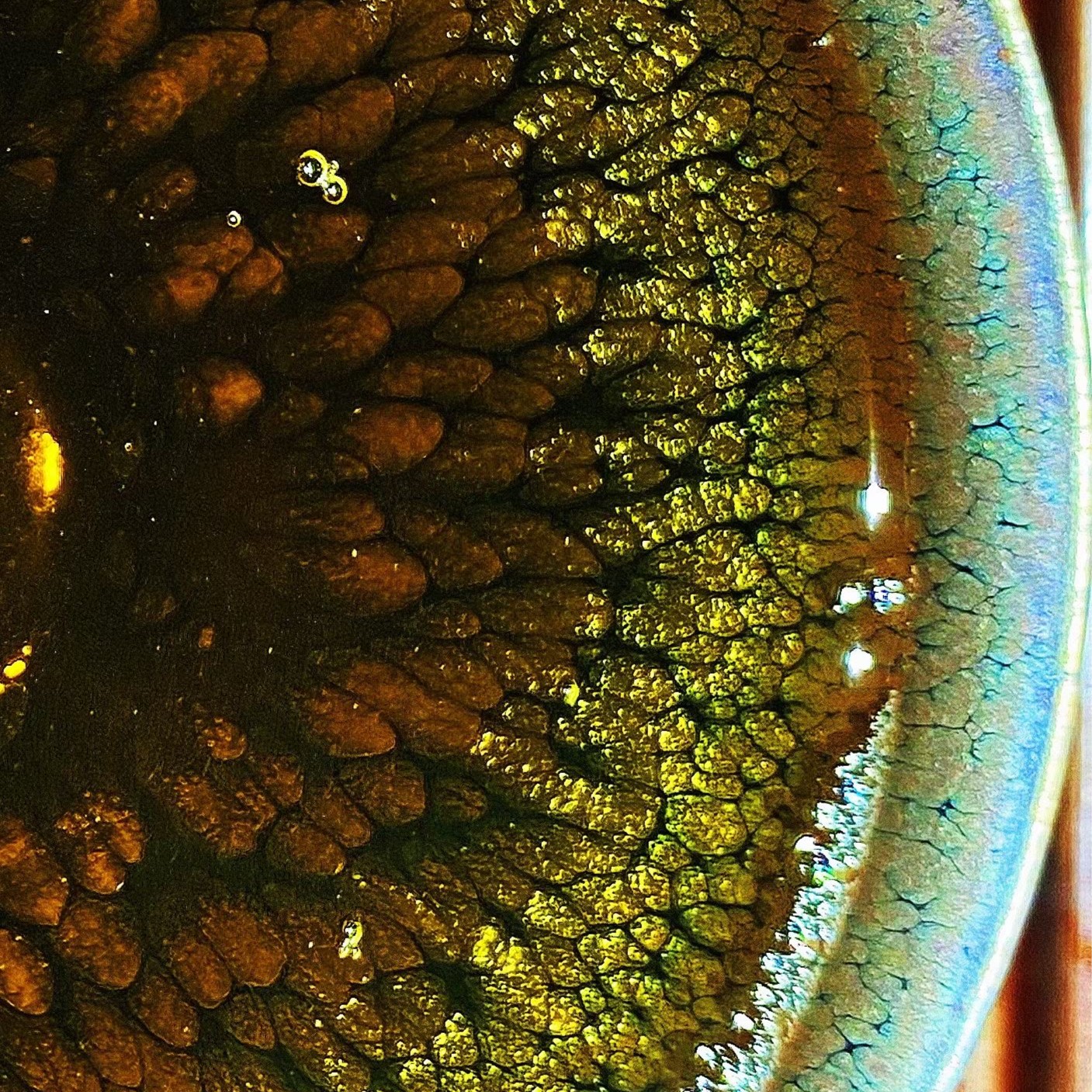福袋瑕宝盏 主播指定