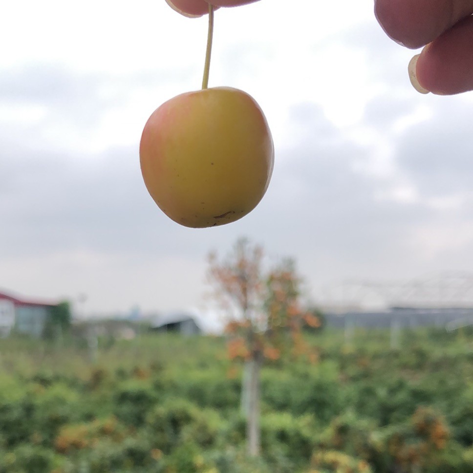 盆景果木子盆栽直播间一物一拍按照手机尾号发