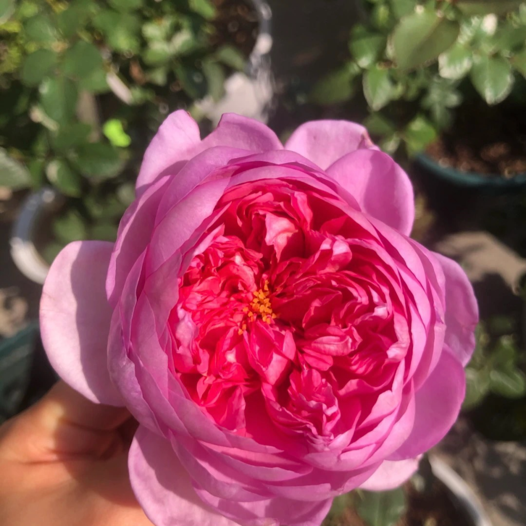 【庞巴度】灌木月季玫瑰欧月阳台庭院粉红色鲜花盆栽大花苗卉