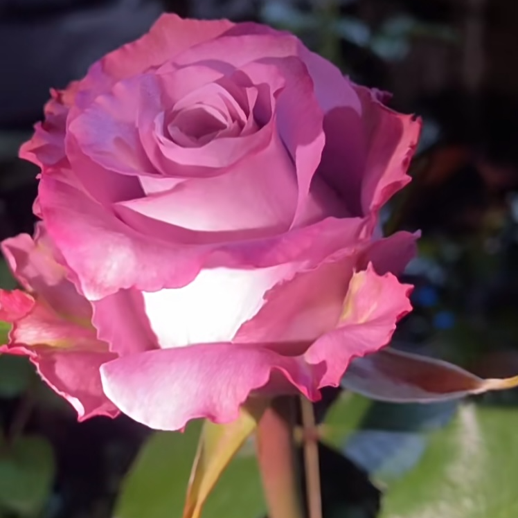 【玛丽蒂姆】灌木月季也叫碧海 多头切花四季开花