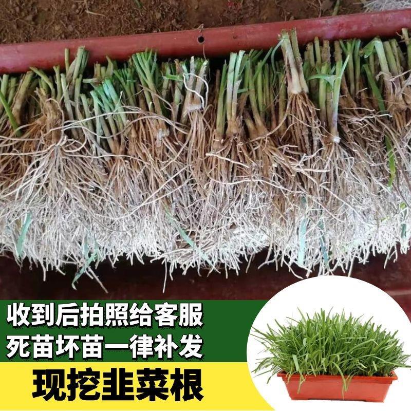 韭菜根苗 传统小叶 紫根红根现挖耐高温家庭阳台四季绿色蔬菜盆栽