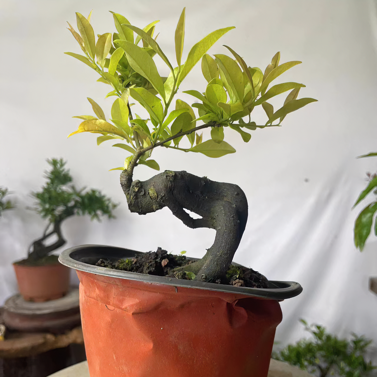 金弹子盆景素材，拍品付米链接，不支持单拍，直播间一物一拍