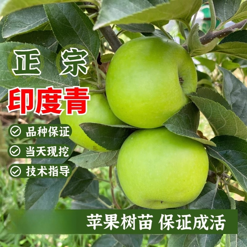 晚熟老品种苹果树苗嫁接脆甜印度青苹果苗盆栽地栽南北方当年结果