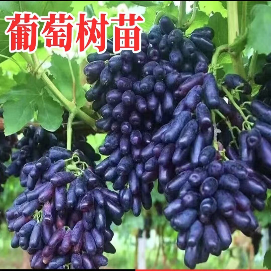 葡萄树苗特大无核蓝宝石葡萄苗盆栽南北方种地栽爬藤果树当年结果