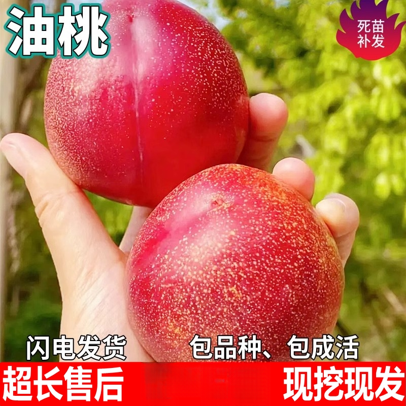 油桃果树苗南北方地栽庭院阳台盆栽种植特大果嫁接桃子苗当年结果