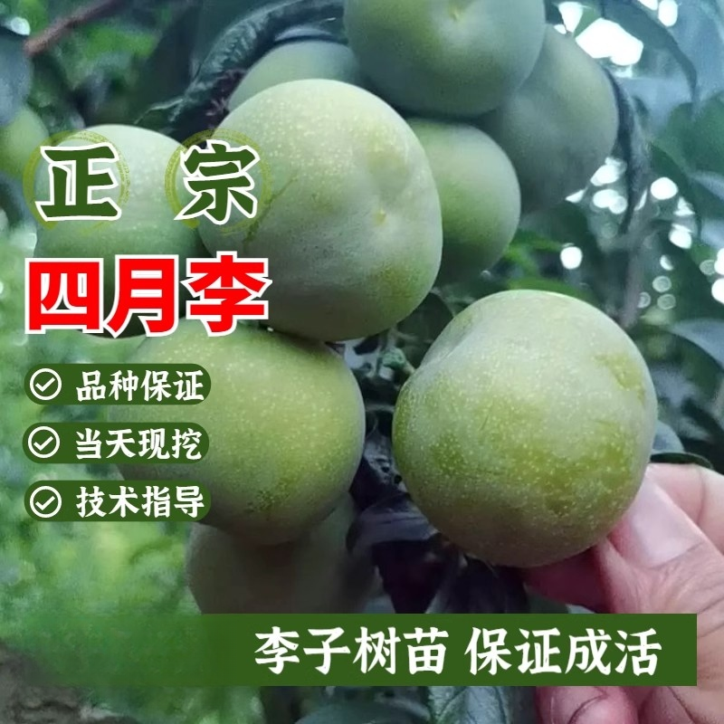 特早熟李子树苗嫁接四月脆李脱骨青脆李子苗南方北方庭院盆栽地栽