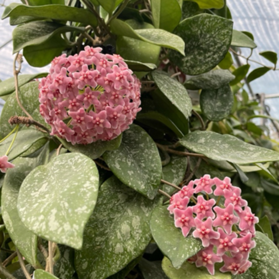 高斑雀斑球兰 (Hoya Carnosa Freckles Splash) 高级感室内植物