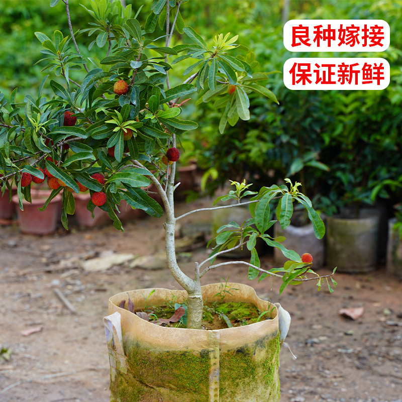 东魁杨梅果树苗早熟六月梅嫁接果苗南北方可种植盆栽当年结果包邮