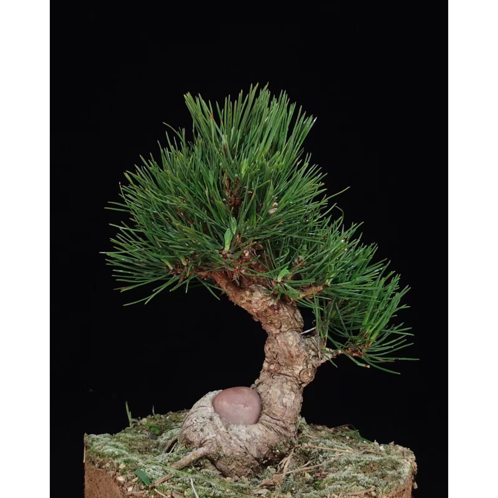 悟松园艺盆景 黑松真柏 梅花杂木 一物一拍 