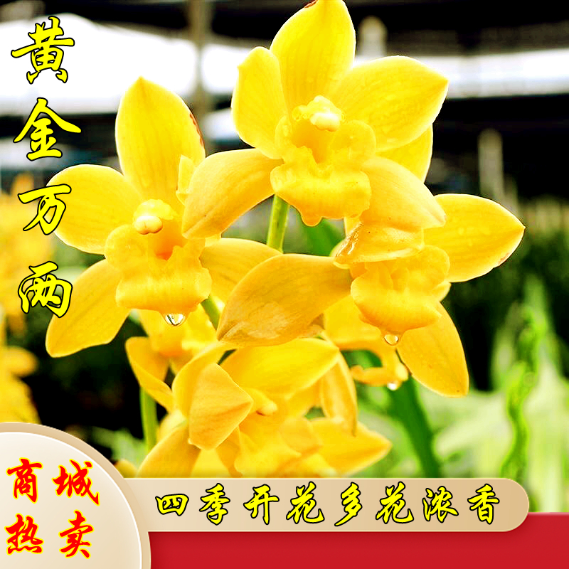 带花苞浓香正品【黄金万两】四季建兰 浓香 好养易活雅室绿植兰花苗