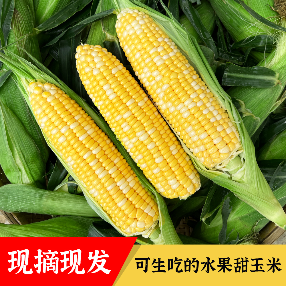 【甜脆】云南金银水果甜玉米新鲜可生吃清甜榨汁蒸煮甜味精品火锅