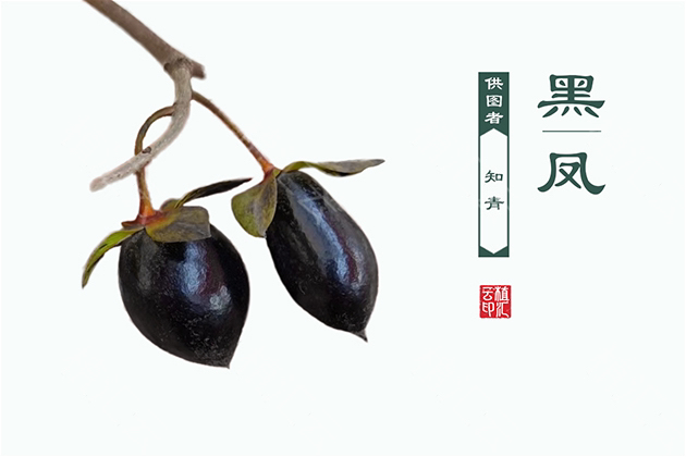 老鸦柿原生桩和嫁接各个品种