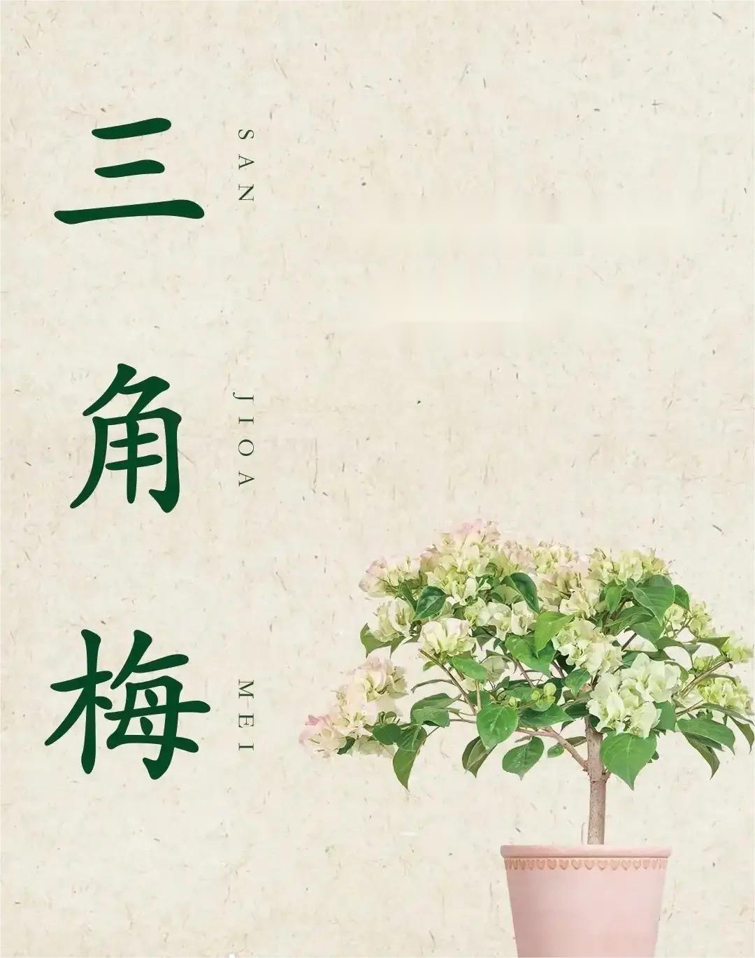 三角梅盆景通用链接 一物一拍    花色多样 以截图为准 （258）