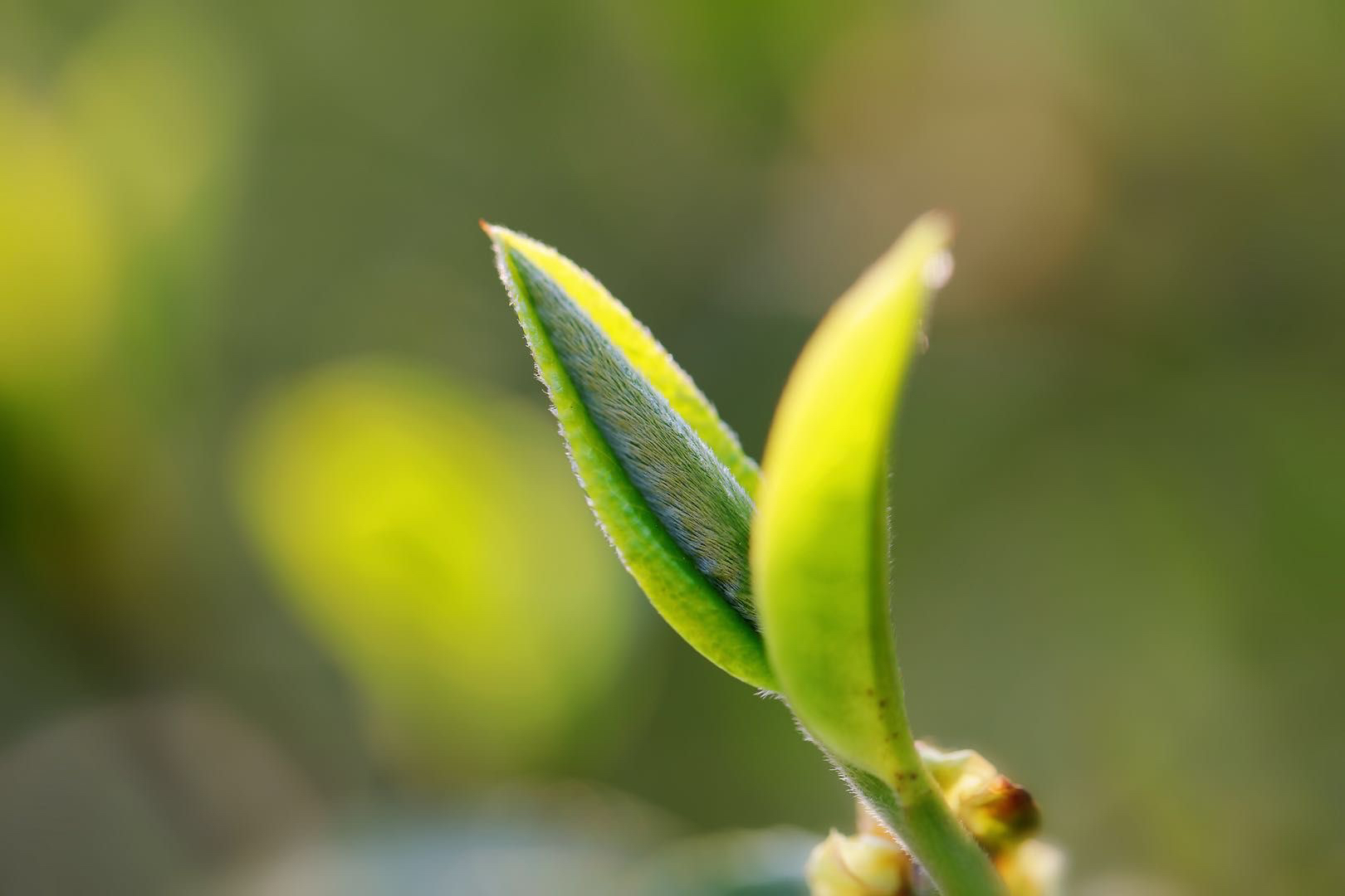 冰岛老寨26号 2025春茶广场二类古树龙珠（拍四发五）