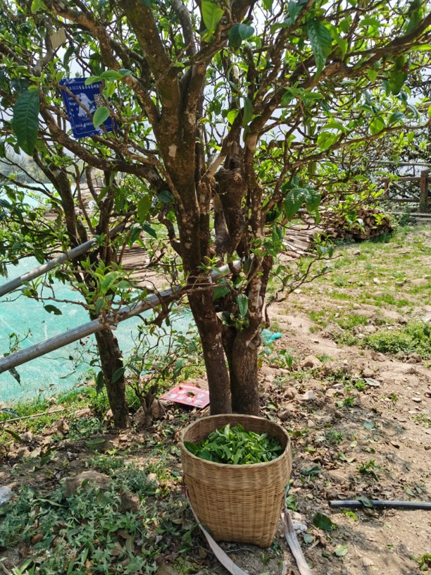 否大哥专属 2023秋茶黄金叶龙珠一公斤