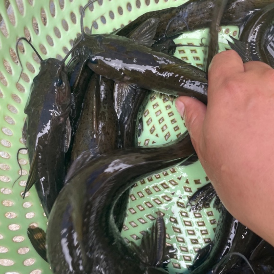 马尾巴鱼，牛尾巴，石扁头鱼（净膛后800克）