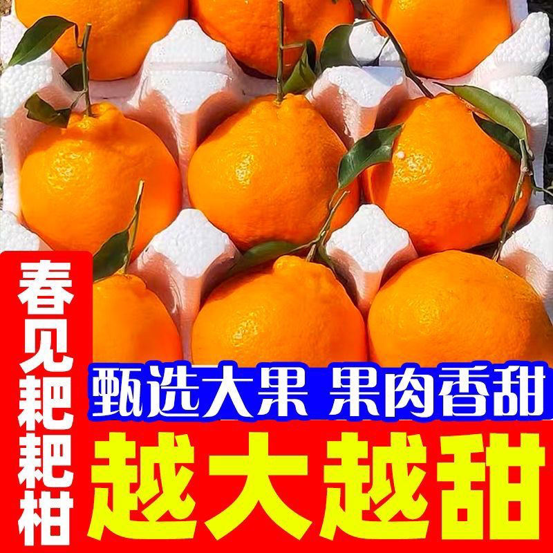 【LC】9-10斤四川春见耙耙柑新鲜水果高山农家种植包邮