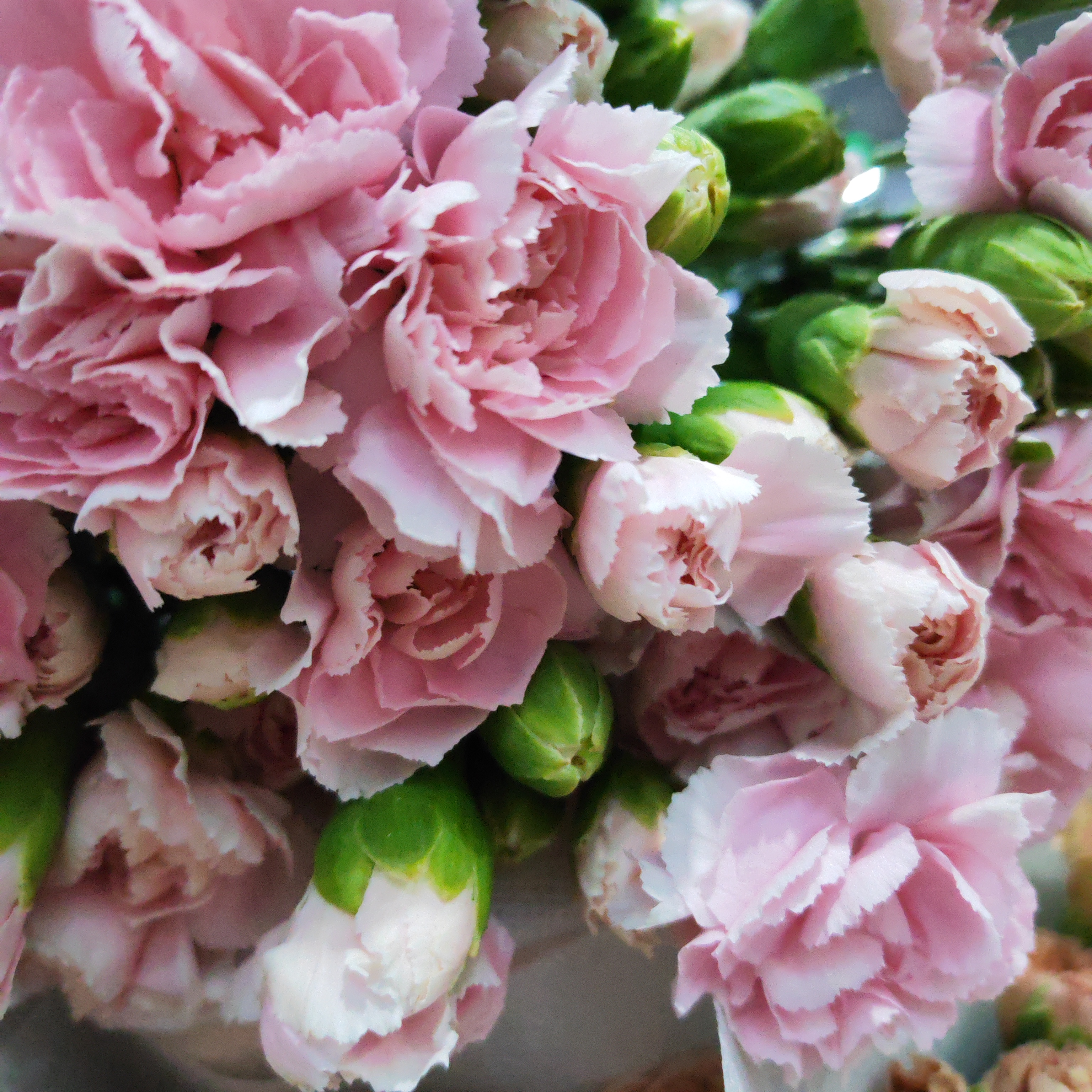 多头康乃馨浅粉太子20支物流人为不售后支持开箱验货