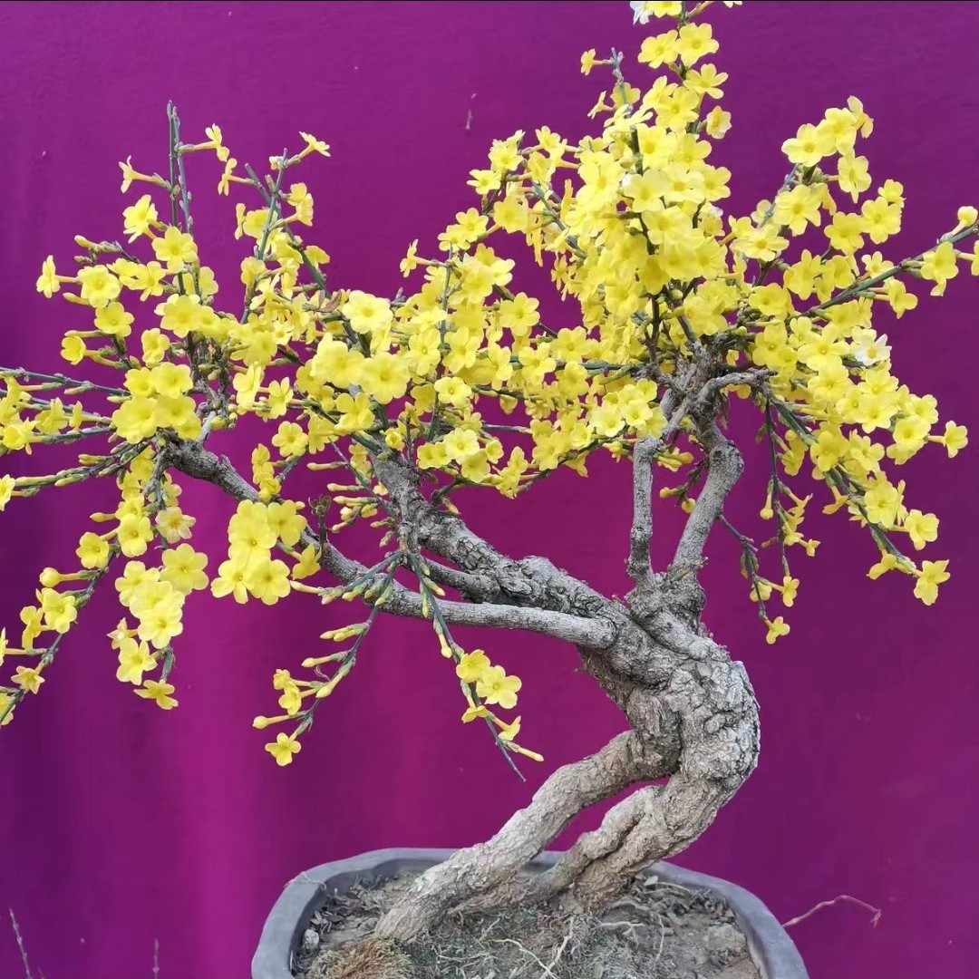 精品龙爪迎春花批发零售