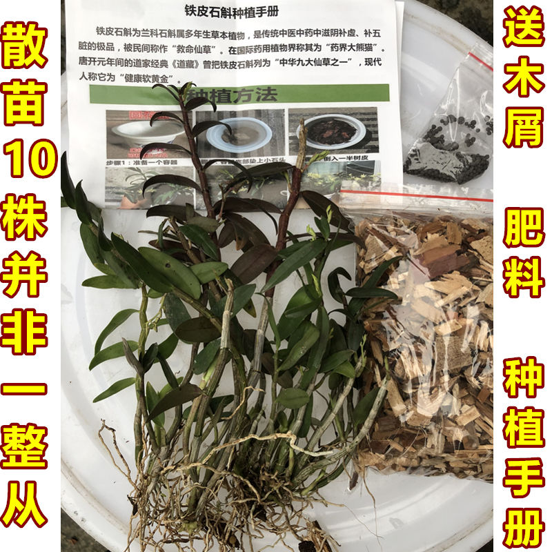 铁皮石斛散根苗  DIY制作盆栽盆景 适合树木石头种植