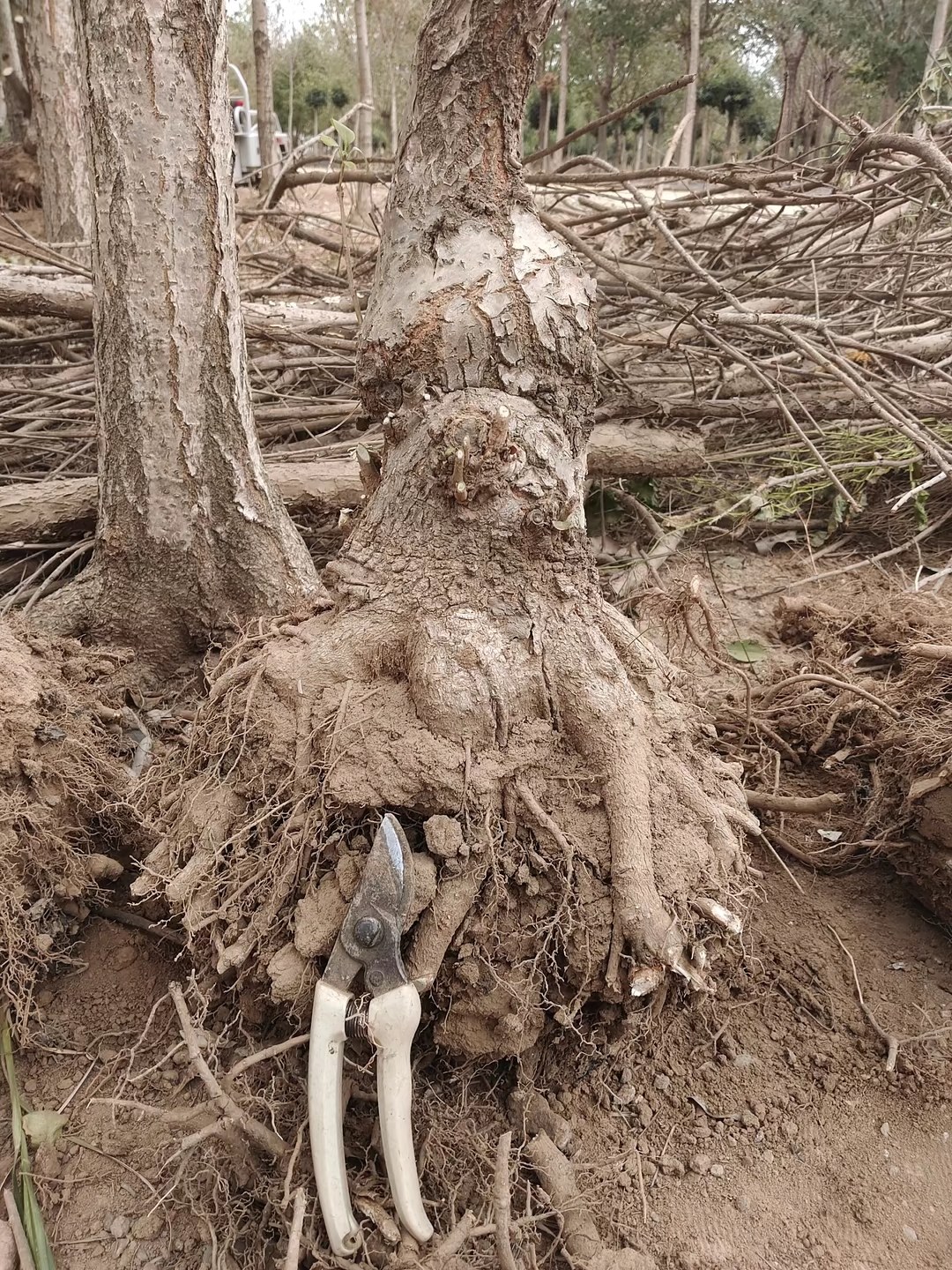 造型流苏疙瘩盆景，直播间一物一拍，请勿私拍